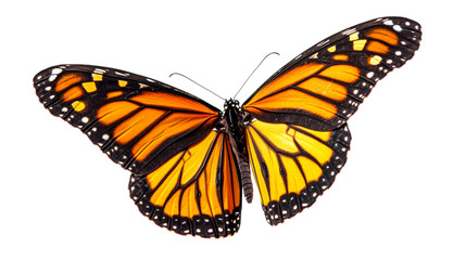 Fototapeta premium Monarch butterfly wings open, close up detailed, cut out transparent