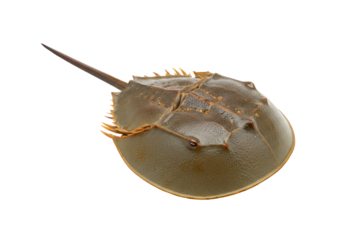 Ancient mariner A horseshoe crab armored  isolated