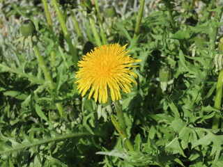 Dandelions blooming in the spring field