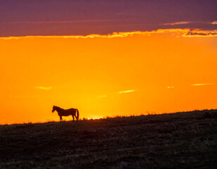 A lone horse stands silhouetted against a vibrant orange and purple sunset over a rolling, grassy landscape.