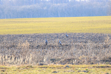 Dancing cranes spread wings in golden evening light on open spring field. Cranes displaying courtship on stubble field, warm mood, low eye-level shot, open farmland, seasonal behavior concept.