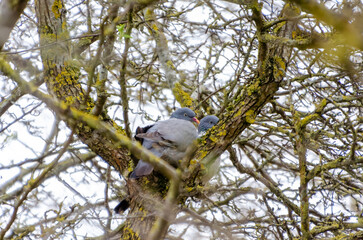 Two wood pigeons nestled quietly on a mossy branch in spring thicket. Calm pigeons resting in dense...