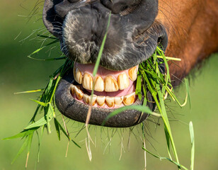 A close-up of a horse's teeth as it nibbles on fresh green grass, showing its strong and healthy bite.