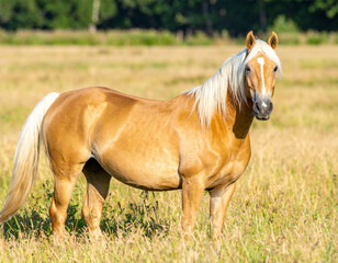 A palomino horse with a golden coat and white mane and tail stands regally in a sunlit field of tall grass.