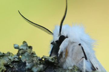 Facial closeup on a white fluffy white ermine owlet moth, Spilosoma lubricipeda