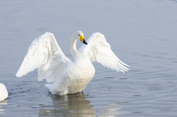 多々良沼で越冬中のオオハクチョウ