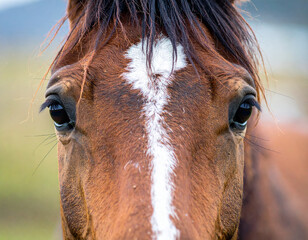 A horse looks directly at the camera with intelligent and gentle eyes, creating a connection with the viewer.