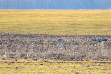 Dancing cranes spread wings in golden evening light on open spring field. Cranes displaying courtship on stubble field, warm mood, low eye-level shot, open farmland, seasonal behavior concept.