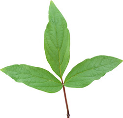 모란꽃 잎