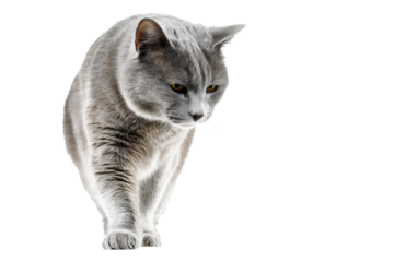 Cat walking gracefully indoors