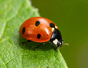 Fototapeta premium Red Ladybug On Green Leaf