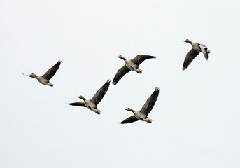 Obraz premium A flock of geese flying in formation against a pale sky with wings spread and bodies angled upwards