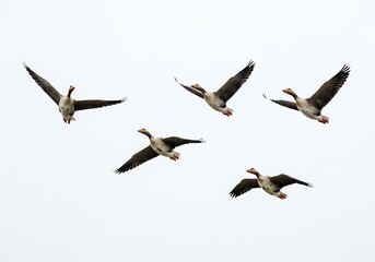 Obraz premium A flock of graylag geese soaring gracefully through the vast expanse of the clear, bright sky above