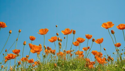 Naklejka premium Low angle view of poppies growing on field against sky 1