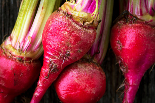 Closeup Organic Miniature Red Candy Stripe Beets