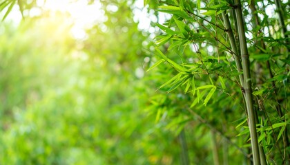Bamboo Forest Breeze – Natural Zen Background