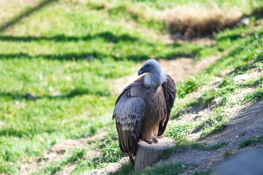 Relaxed vulture