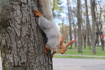 A common squirrel with a winter coat of grey body and tail, red paws, and face stands frozen on a tree trunk in the park and looks into the camera.