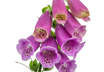Cascading Foxgloves Lavender bells with freckled throats against a stark void