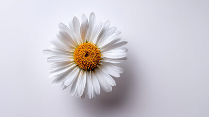 Obraz premium Single white daisy, centered on a plain white background. Delicate petals surround a golden yellow disc