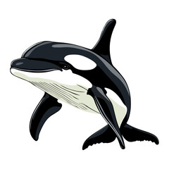 Fototapeta premium killer whale, marine life, animal, vector, transparent background
