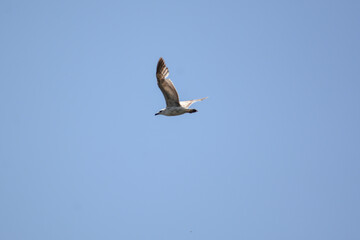 A birds flying in the blue sky. Birds in the wild. Wildlife animals. Flying birds