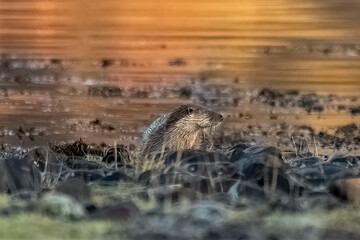 Eurasian Otter (Lutra lutra)