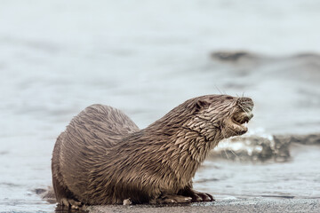 Eurasian Otter (Lutra lutra)