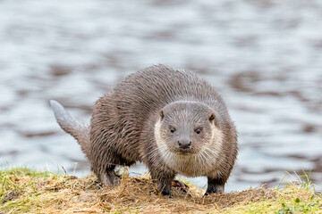 Eurasian Otter (Lutra lutra)
