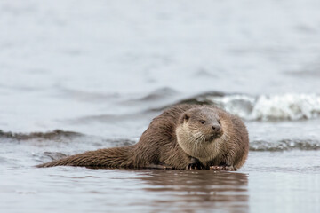 Eurasian Otter (Lutra lutra)