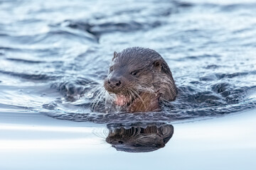 Fototapeta premium Eurasian Otter (Lutra lutra)