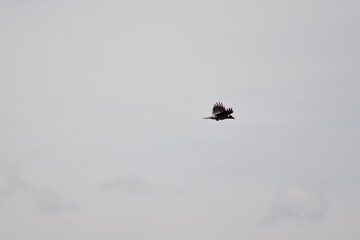 Fototapeta premium A birds flying in the blue sky. Birds in the wild. Wildlife animals. Flying birds