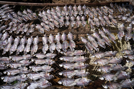 Fish being dried in the sun at a coastal community in Thailand