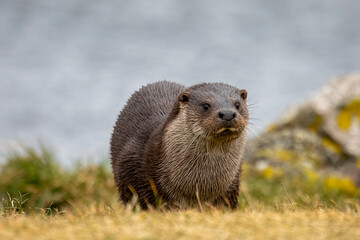 Eurasian Otter (Lutra lutra)