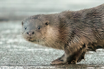Eurasian Otter (Lutra lutra)