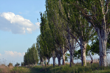 A row of poplars along a country road at sunset. Բirch trees with green grass. Dirt road with...
