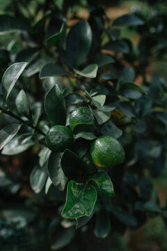 Fresh green oranges on a thriving tree