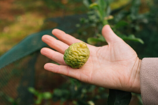 Unique hand holding a bumpy citrus fruit