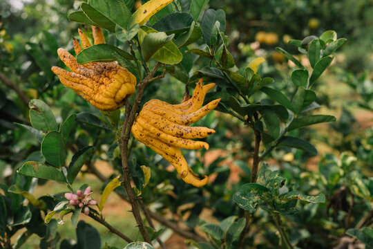 Detailed view of finger-like citrus fruits hanging