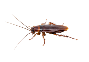 Cockroach on black legs antennae and wings are visible