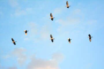 A birds flying in the blue sky. Birds in the wild. Wildlife animals. Flying birds