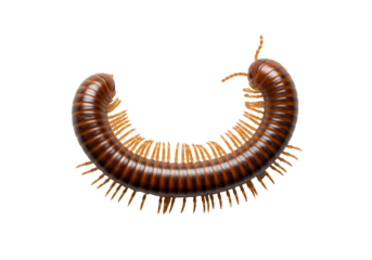 Coiled brown millipede with orange legs and antennae on black backdrop