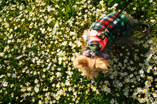 Overhead shot of a Yorkshire terrier walking in a field of daisies