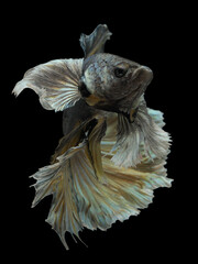Close-up halfmoon betta fish on black background