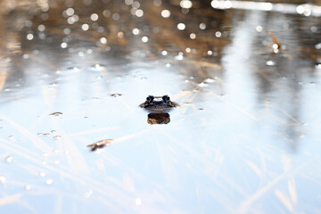 Frog in a pond in Helsinki