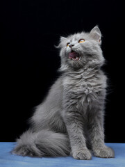 Close-up kitten British longhair on black background
