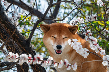 Smiling Dog in blossom