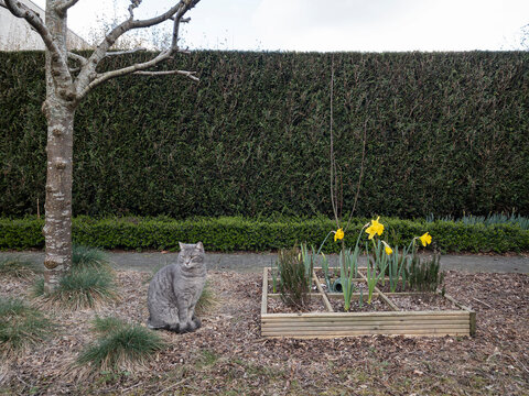 cat and daffodils