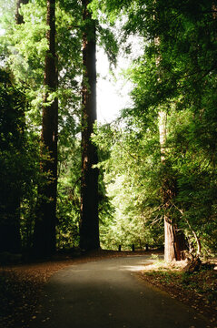 Fototapeta Sunlight hitting the trees in a forest