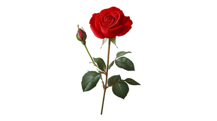 Obraz premium Single Red Rose with Bud Dark Background Botanical Beauty